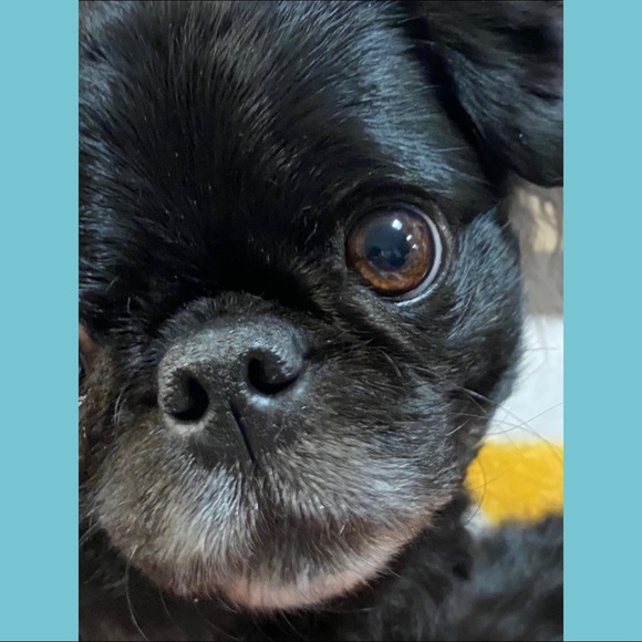 Jewelry - Follow me game❤️🐶